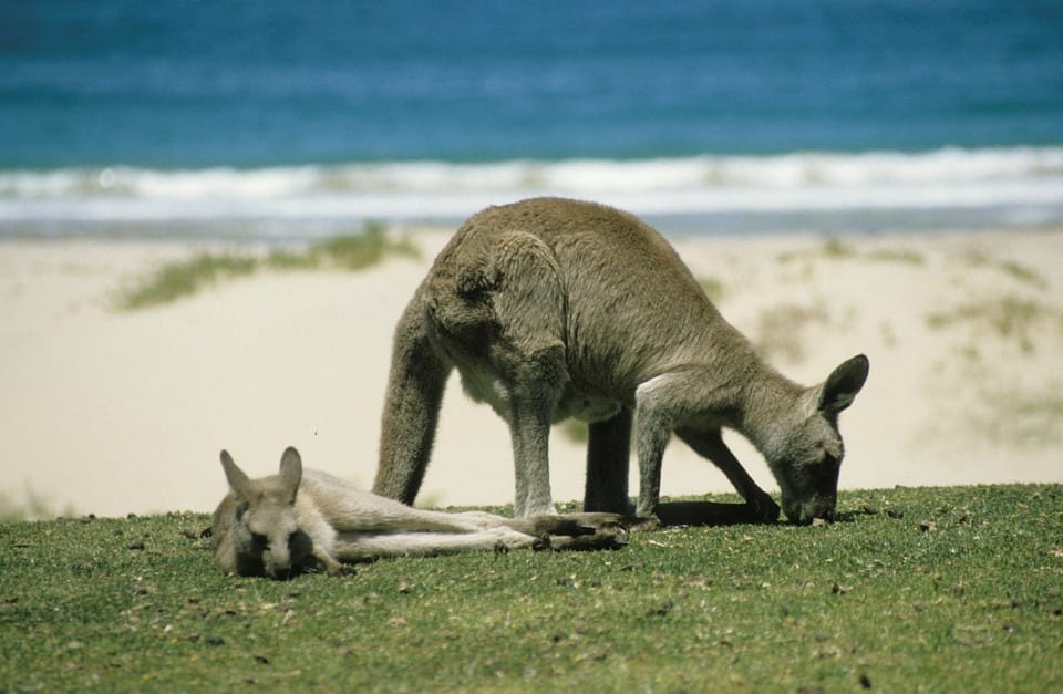 kangaroo-246777_960_720